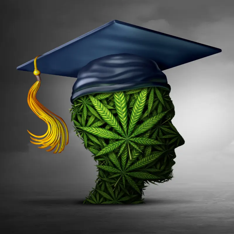 Illustration of head made up fo cannabis leaves wearing a graduation cap symbolizing education on Cannabinoids for therapy