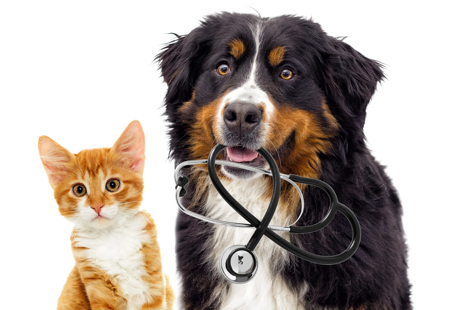 A happy cat and a dog carrying a stethoscope